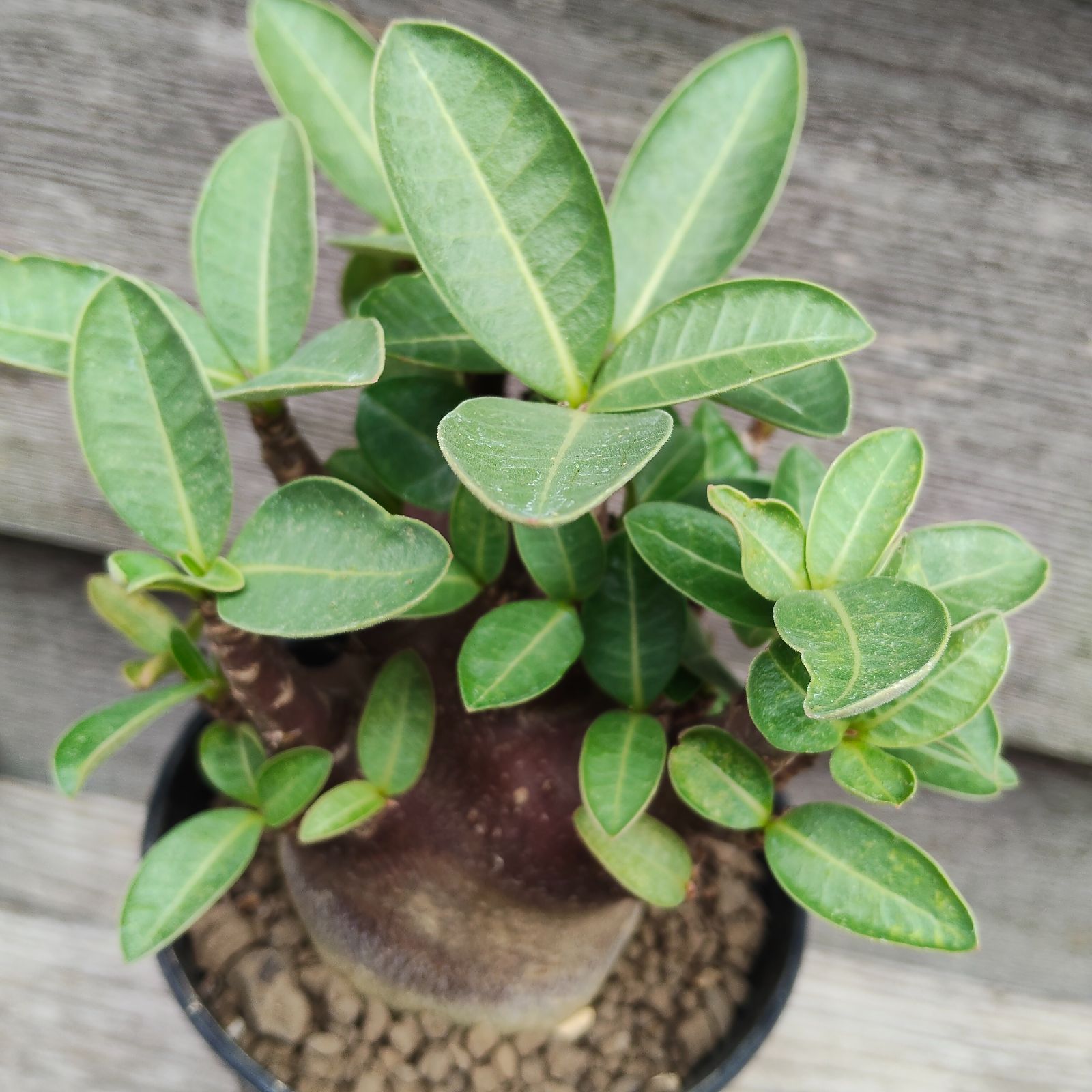 bk 9 アデニウム ブラックスキン ドワーフ 塊根植物 コーデックス