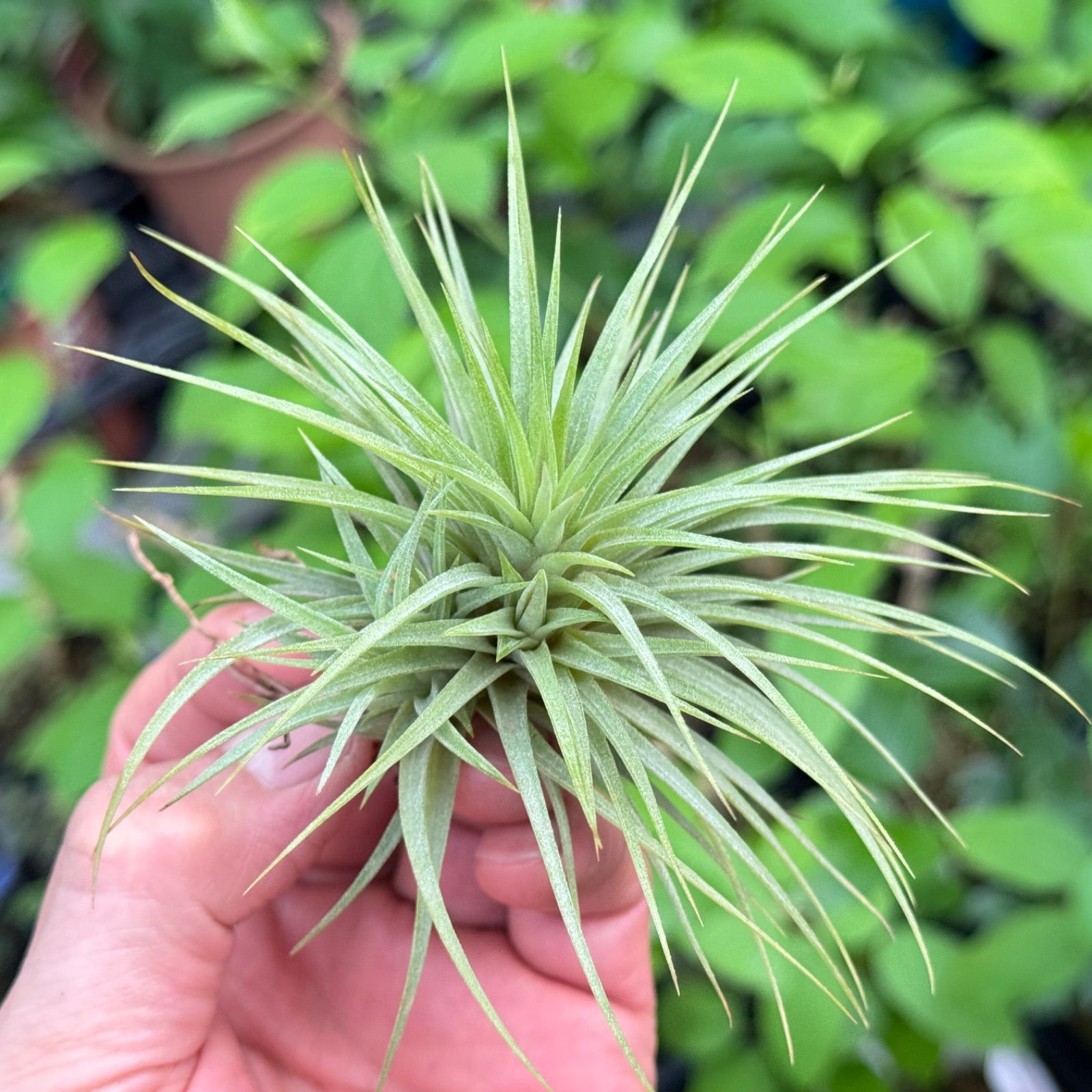 特大＊チランジア イオナンタ ファットボーイ Tillandsia