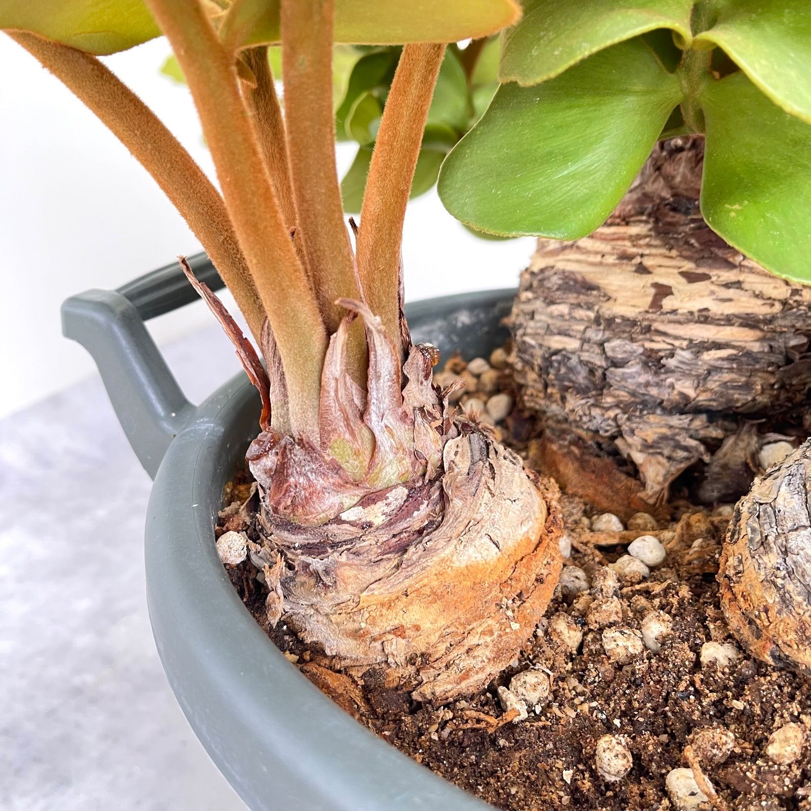 ザミア プミラ メキシコソテツ【現品】観葉植物 大型 10号