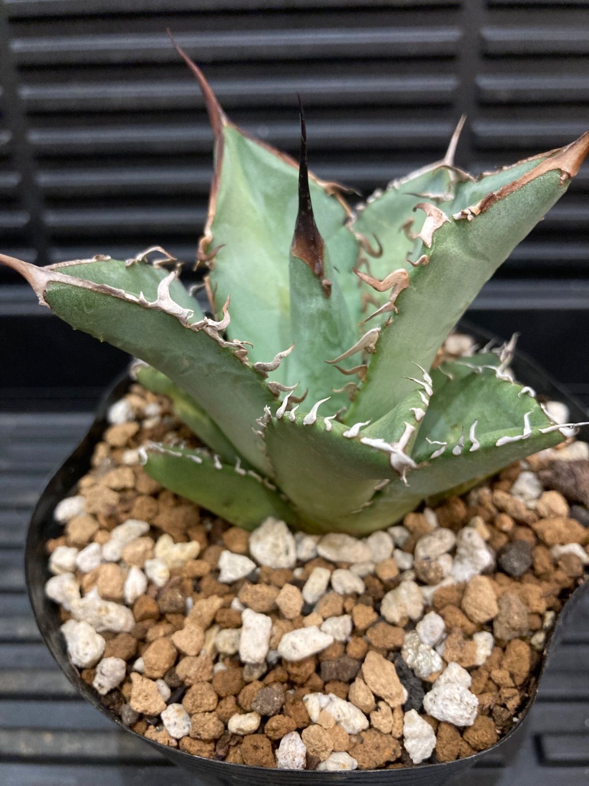 アガベ　オテロイ実生　トレーごと アガベ オテロイ 実生株 Agave oteroi seeding 050 | Sunny