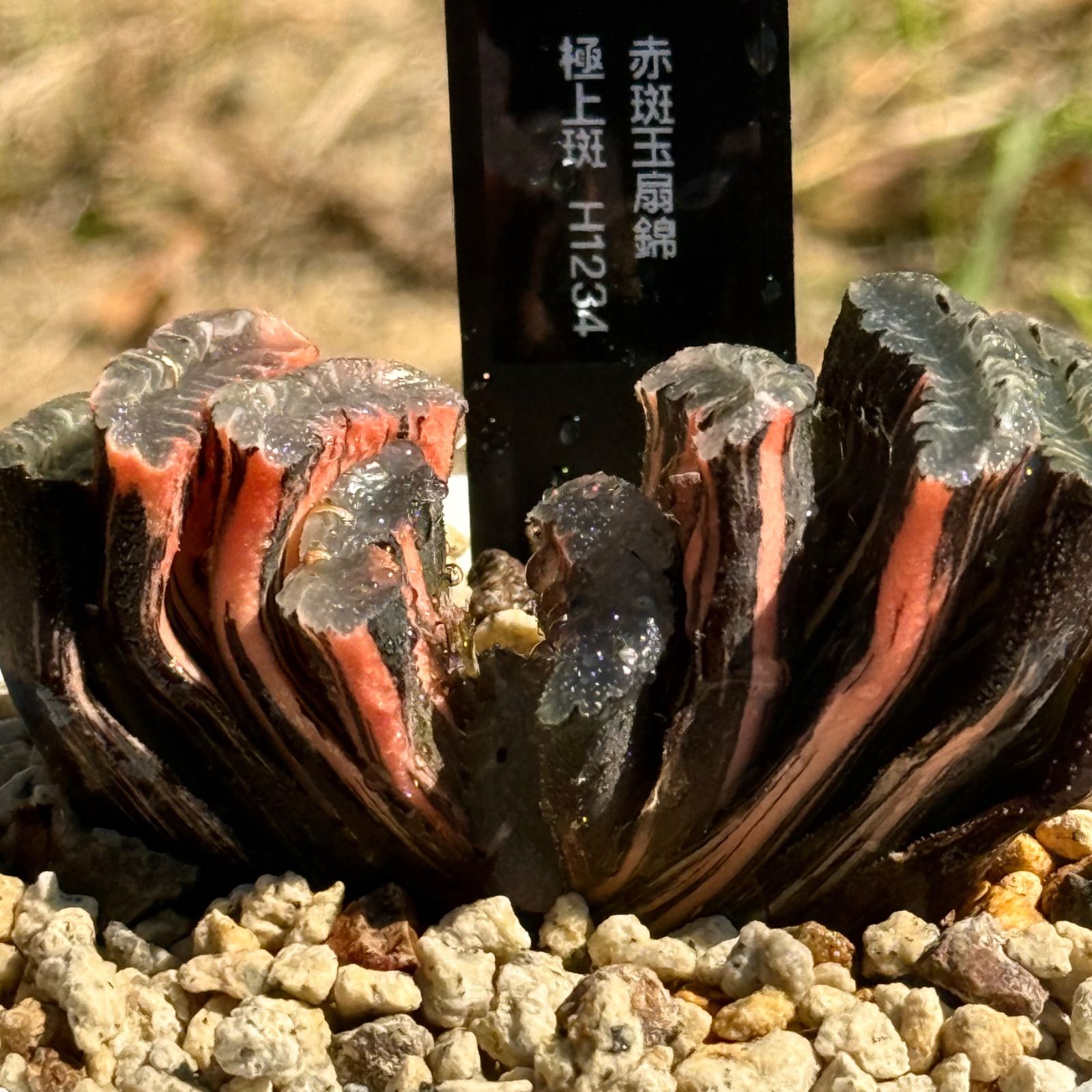 安い 赤斑玉扇錦 極上斑 親株 H1234 Amazon.co.jp: 多肉植物 ハオルチア