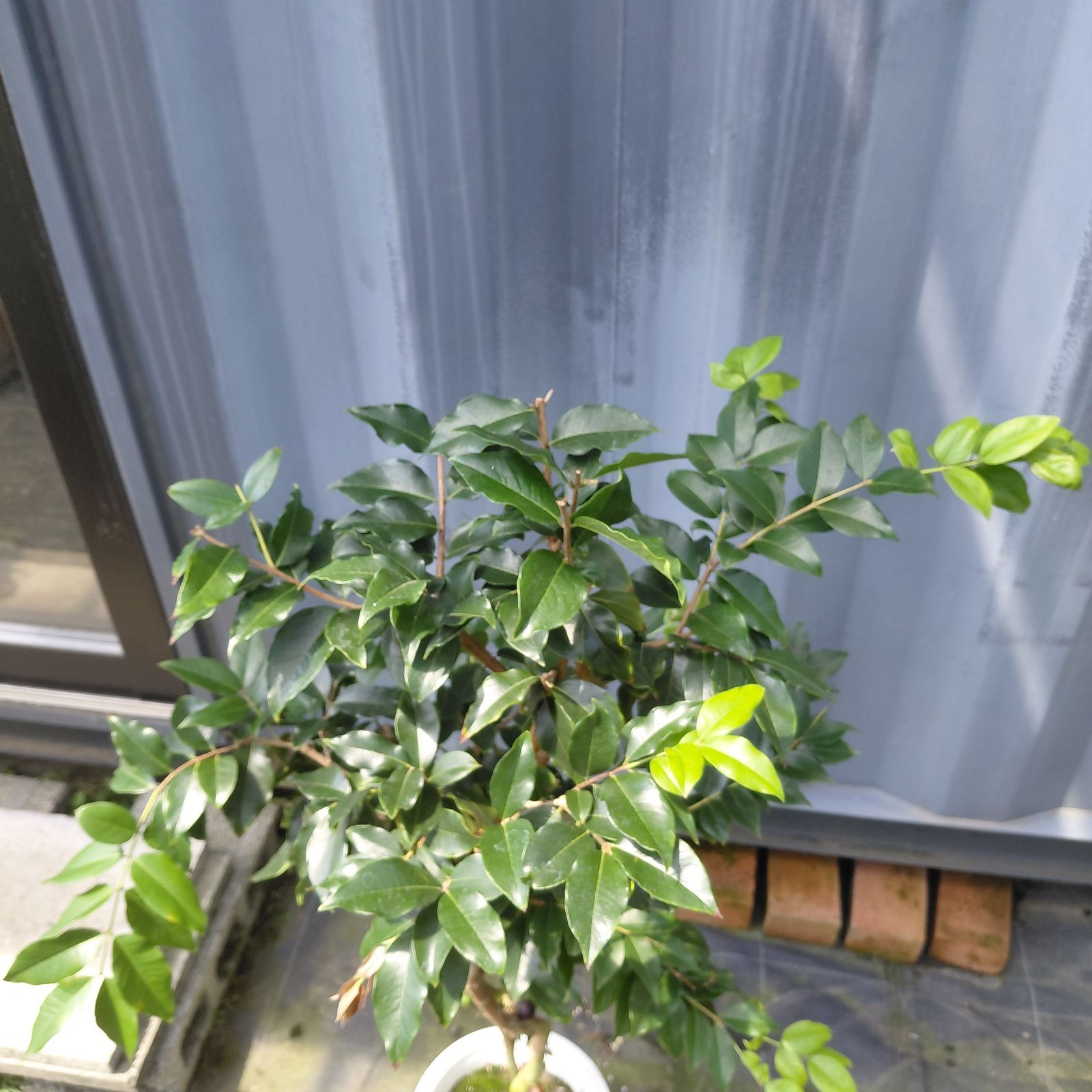 常緑樹