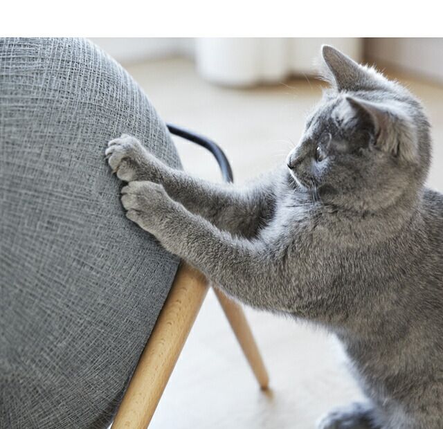 ボール ウッドとアイアンのフレームとコクーンの快適さを融合するキャットハウス