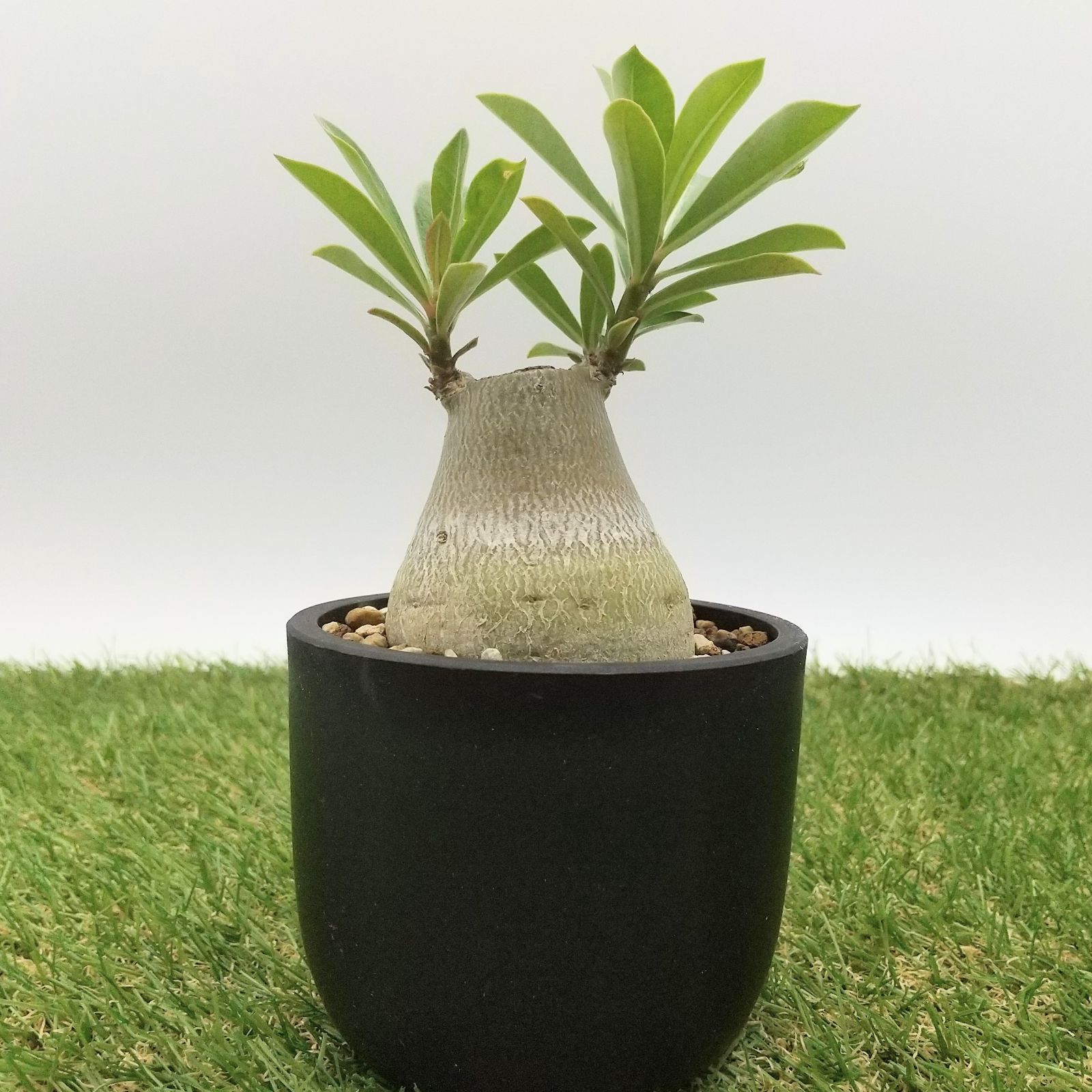 アデニウム・オベスム 塊根植物 コーデックス - 観葉植物のroof top