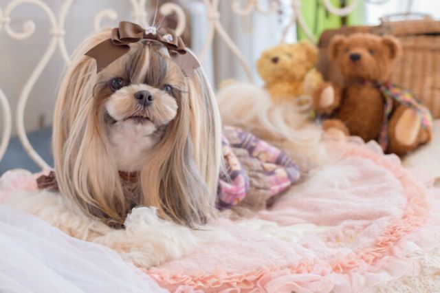 姫リボン 犬アクセ 犬のリボン CanNana LB-166 ワンタッチアクセ 約