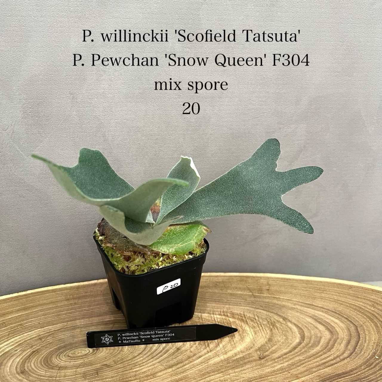 P.Kylin spore ビカクシダ キリン 胞子撒き 子株 P.Kylin spore ビカクシダ キリン 胞子撒き 子株 ビカクシダ
