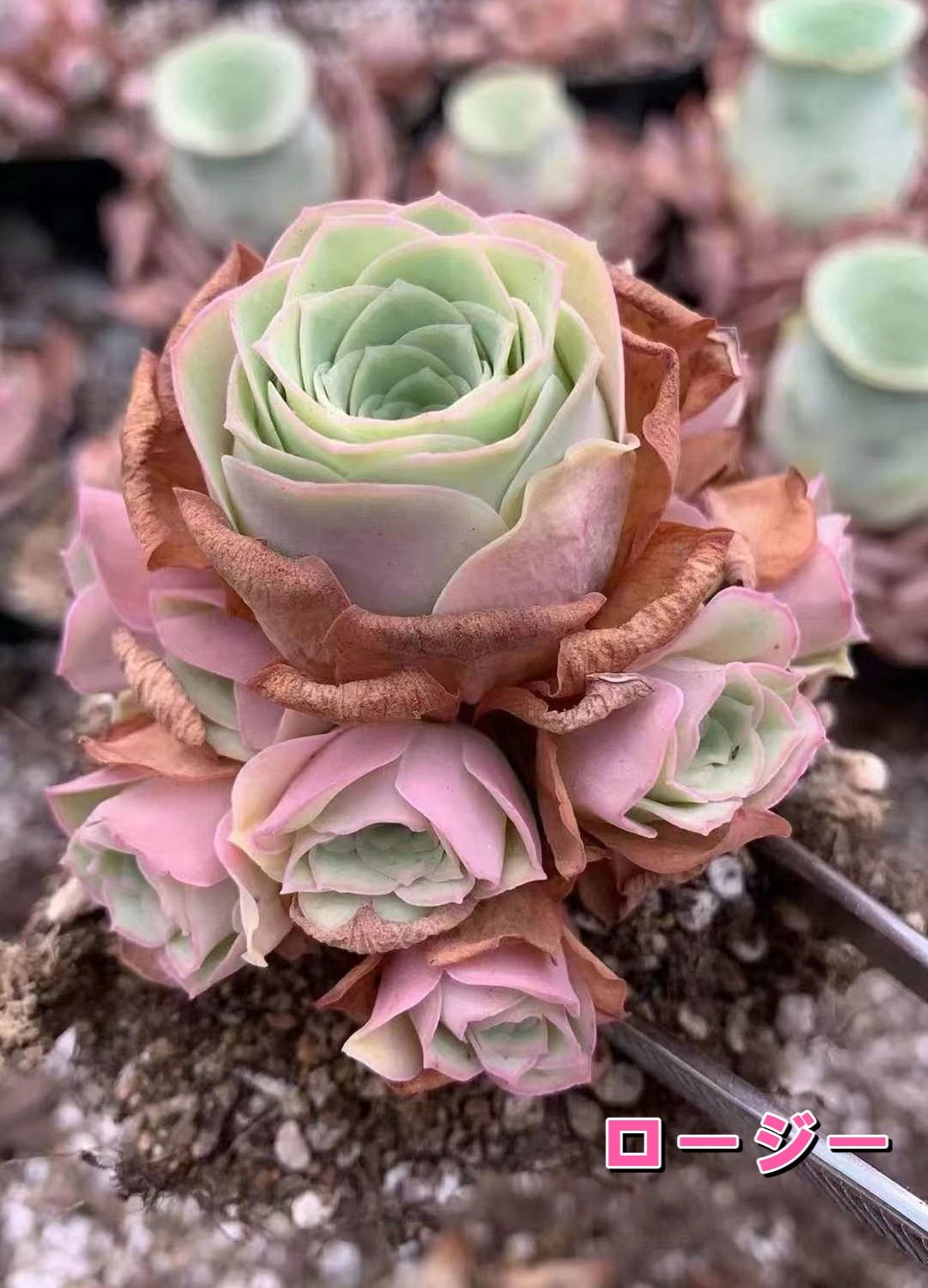 多肉植物 グリーノビア ロージー 多頭 4-5cm 抜き苗 1株 - メルカリ