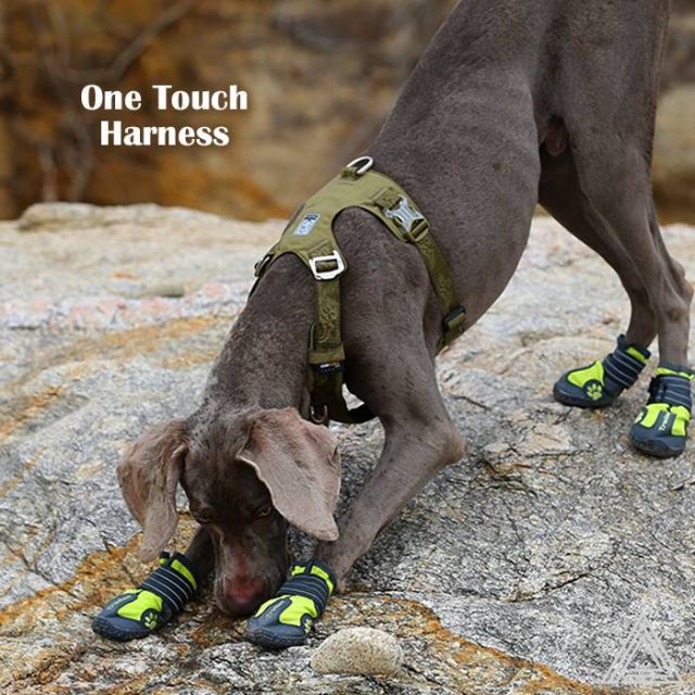 機能性 小型犬