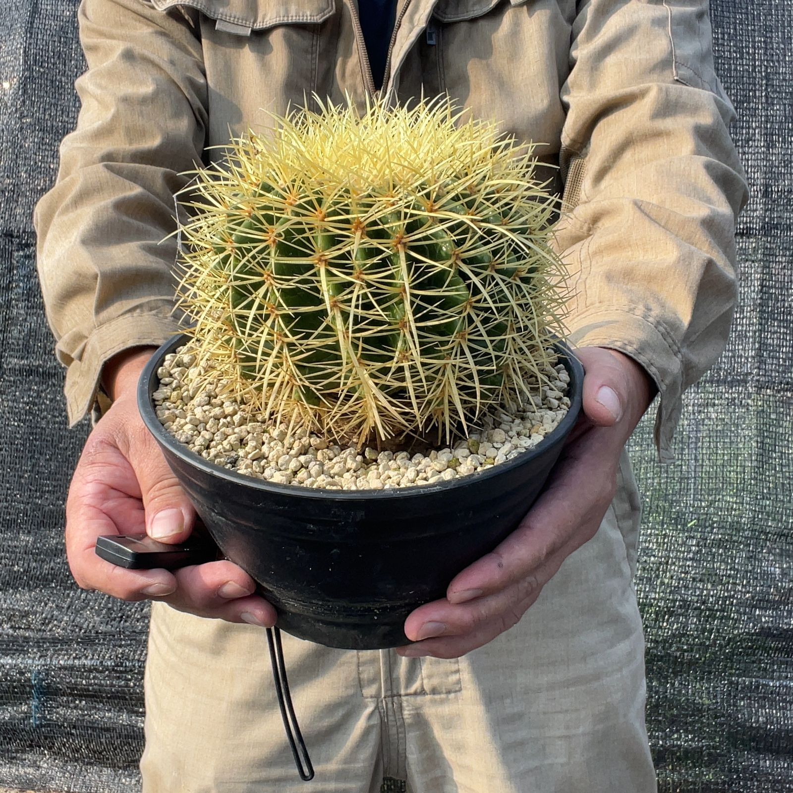 【現品】サボテン・キンシャチ　金鯱　10号　ＴＢ番 現品】サボテン・キンシャチ 金鯱 10号 TB番 OMI☆の1 金鯱12