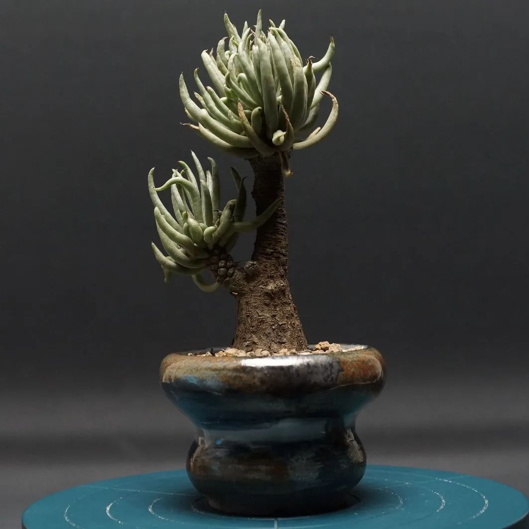 塊根チレコドン ペアルソニー 白象（鉢のまま発送) 【公式通販】