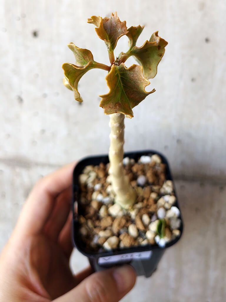 ドルステニア　ジプソフィラ　沖縄実生株 ドルステニア・ジプソフィラ実生のご紹介です！ こちらはタイの実生と