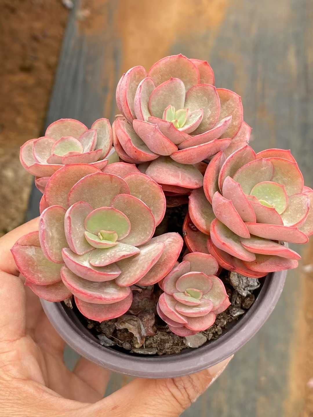 専用 多肉植物 ❁︎アリエル錦 カット苗 多肉植物 アリエル錦♡抜き苗