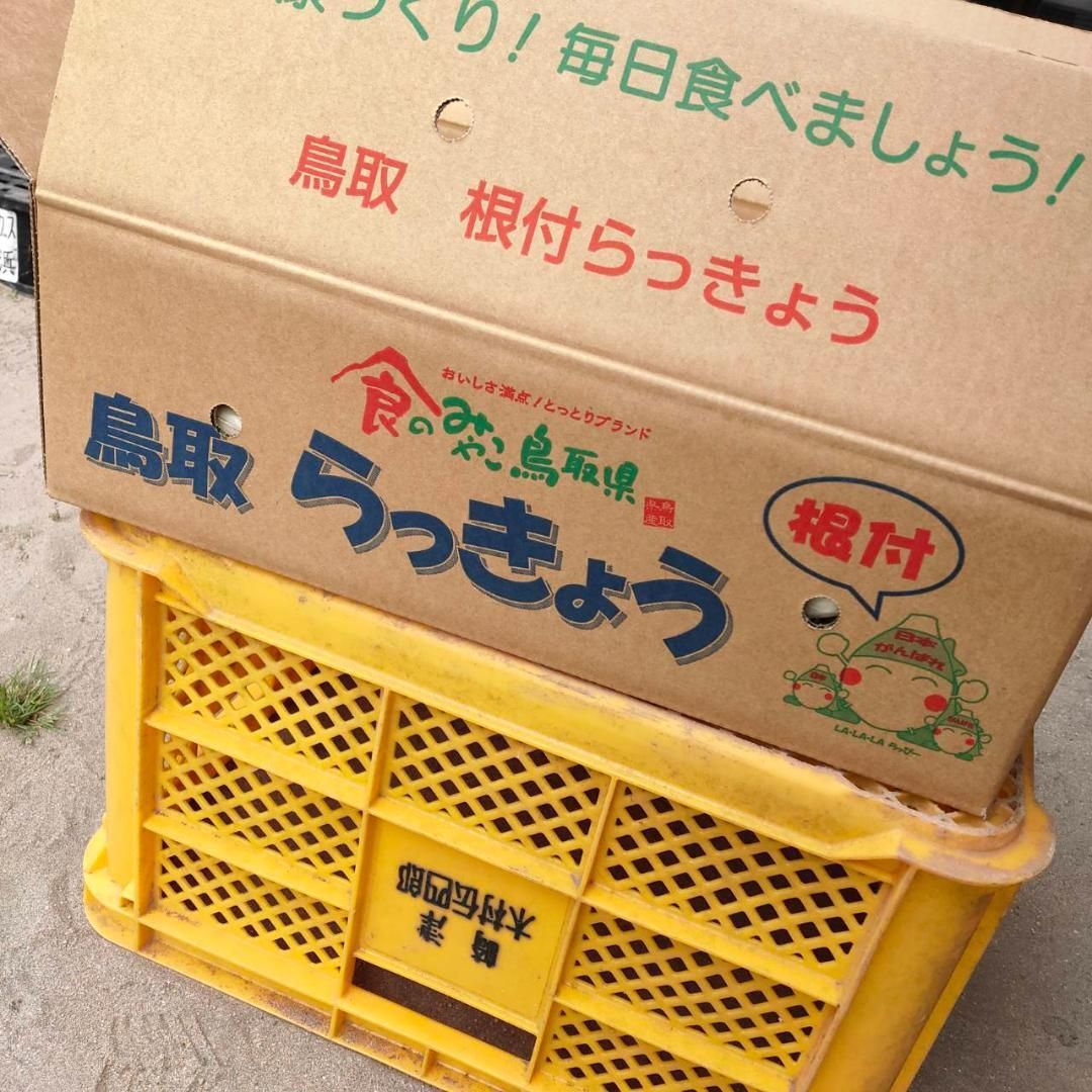 砂丘らっきょう