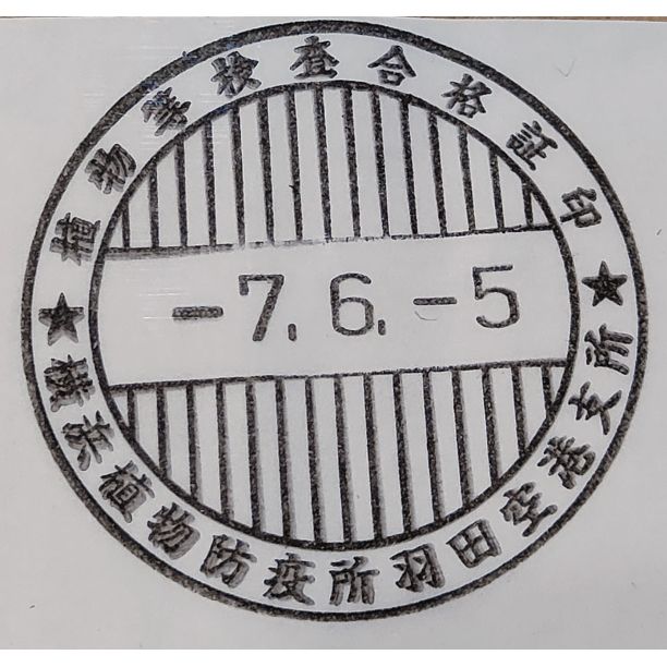 6月入荷 10粒 ユーフォルビア ギムノカリキオイデス 種子 種 証明書