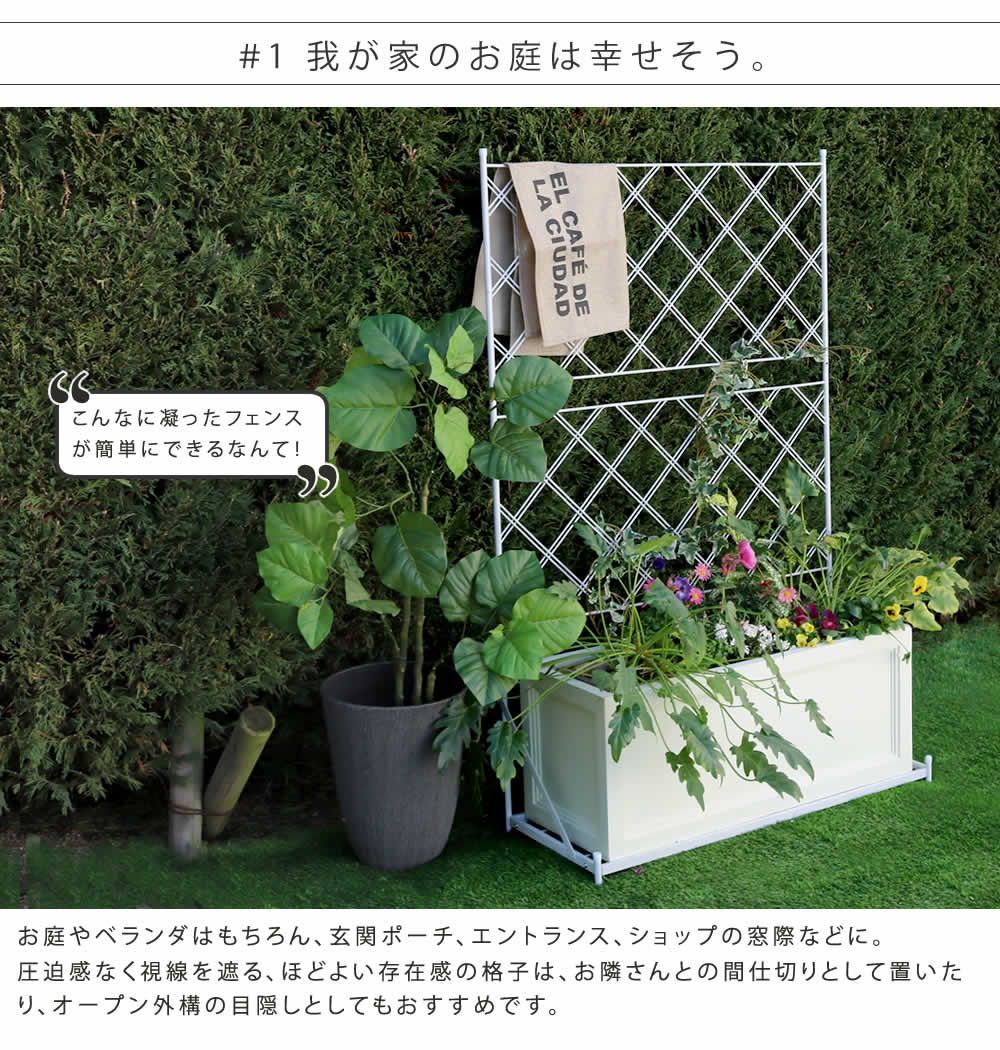 バラ 朝顔