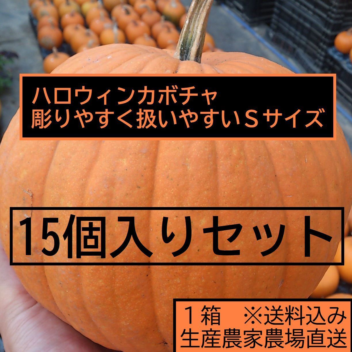 ハロウィン ジャックオーランタン用かぼちゃ １５個１箱 Sサイズ1kg台