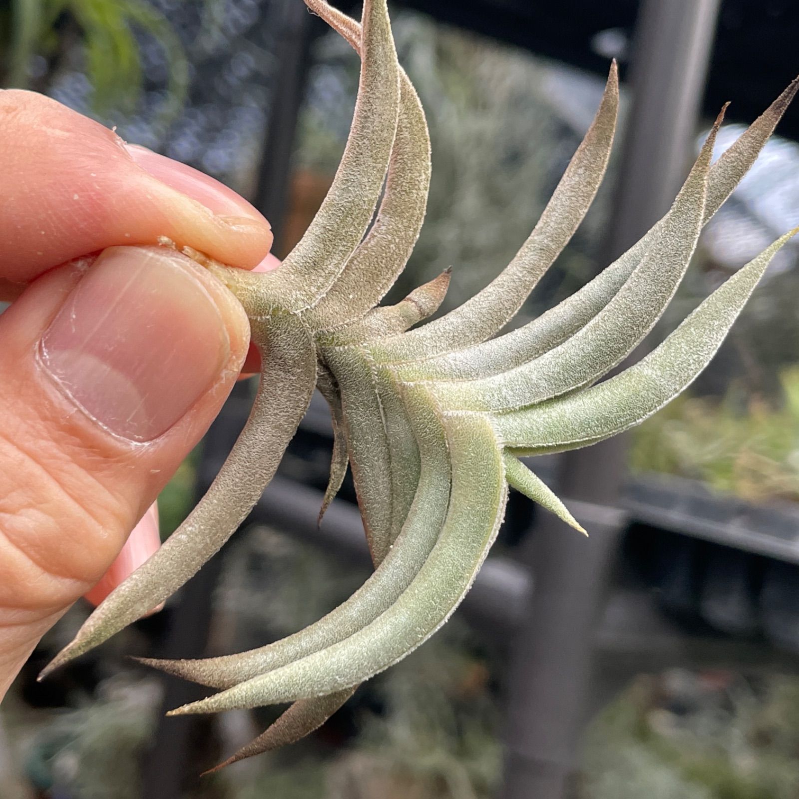 HR＊チランジア ギリエシー マイオール Tillandsia gilliesii fa. maior＊エアプランツ＠フラワーショップ江口 - メルカリ