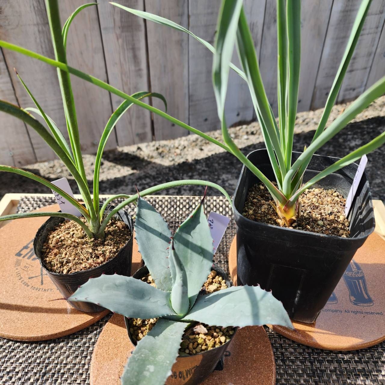 現品】ユッカ・マルデヌベス var.リギダ 12号 黒鉢（1） 現品】ユッカ