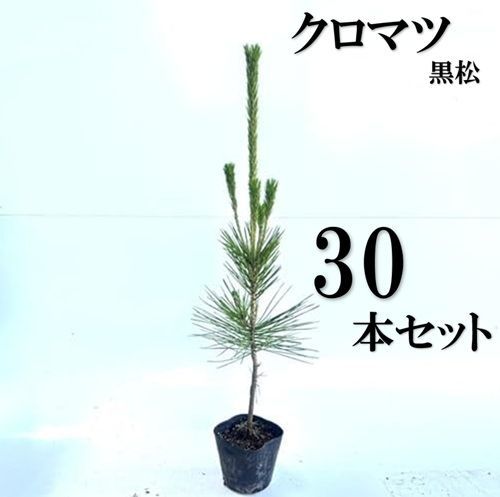 30本セット クロマツ樹高0.5m前後10.5cmポット