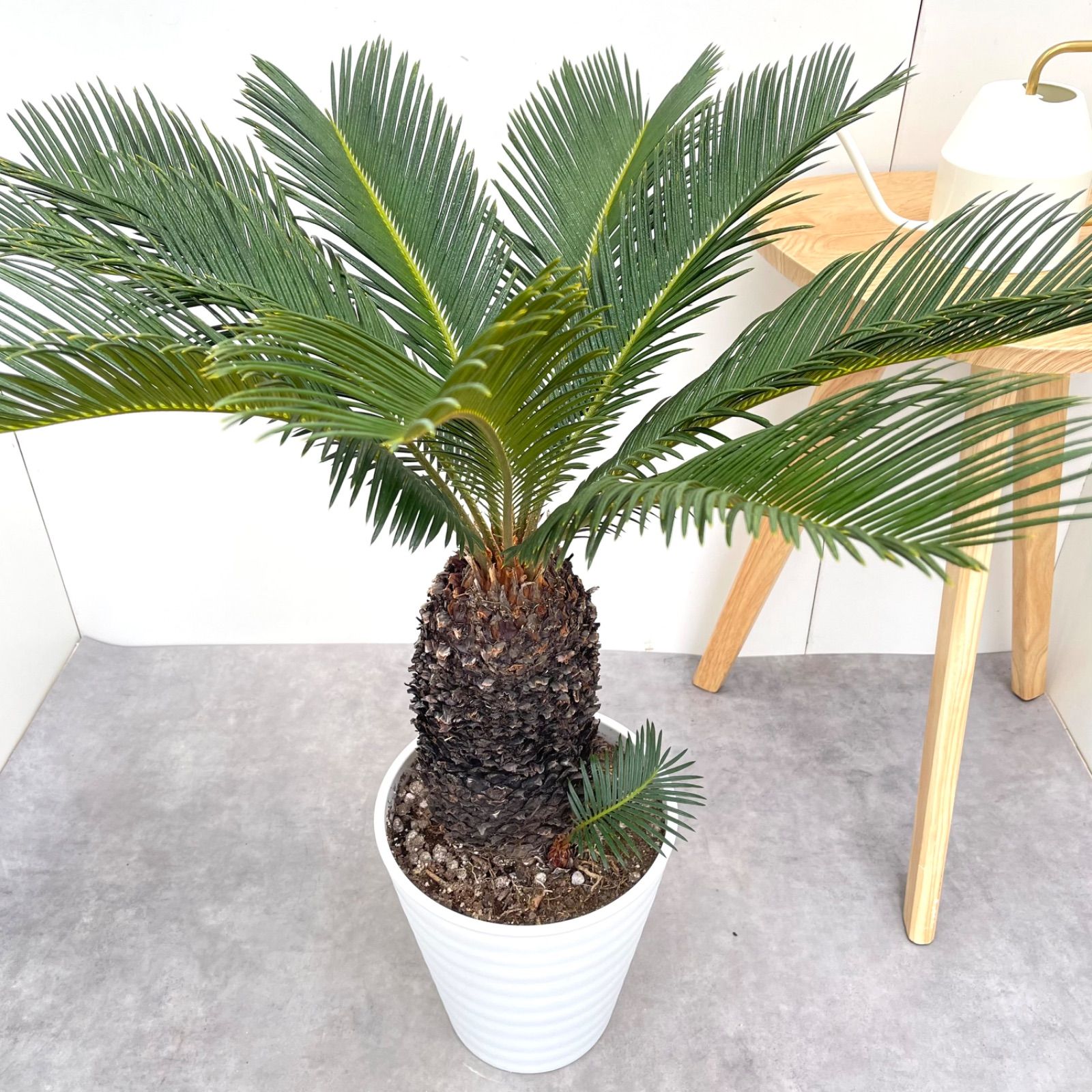 ソテツ 蘇鉄【現品】ドライガーデン 観葉植物 屋外 大型 - メルカリ