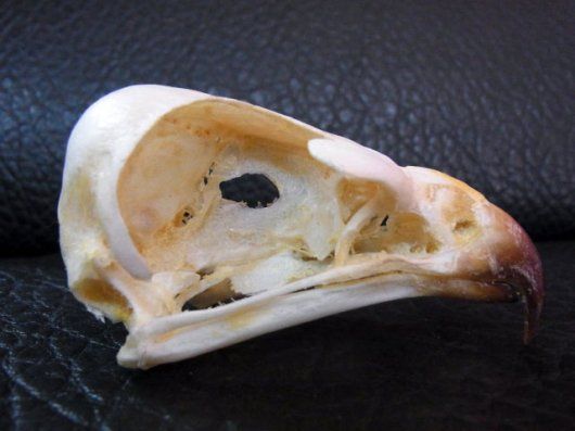 レア！アカクロノスリ（Jackal buzzard）頭骨 ※捕獲データ付