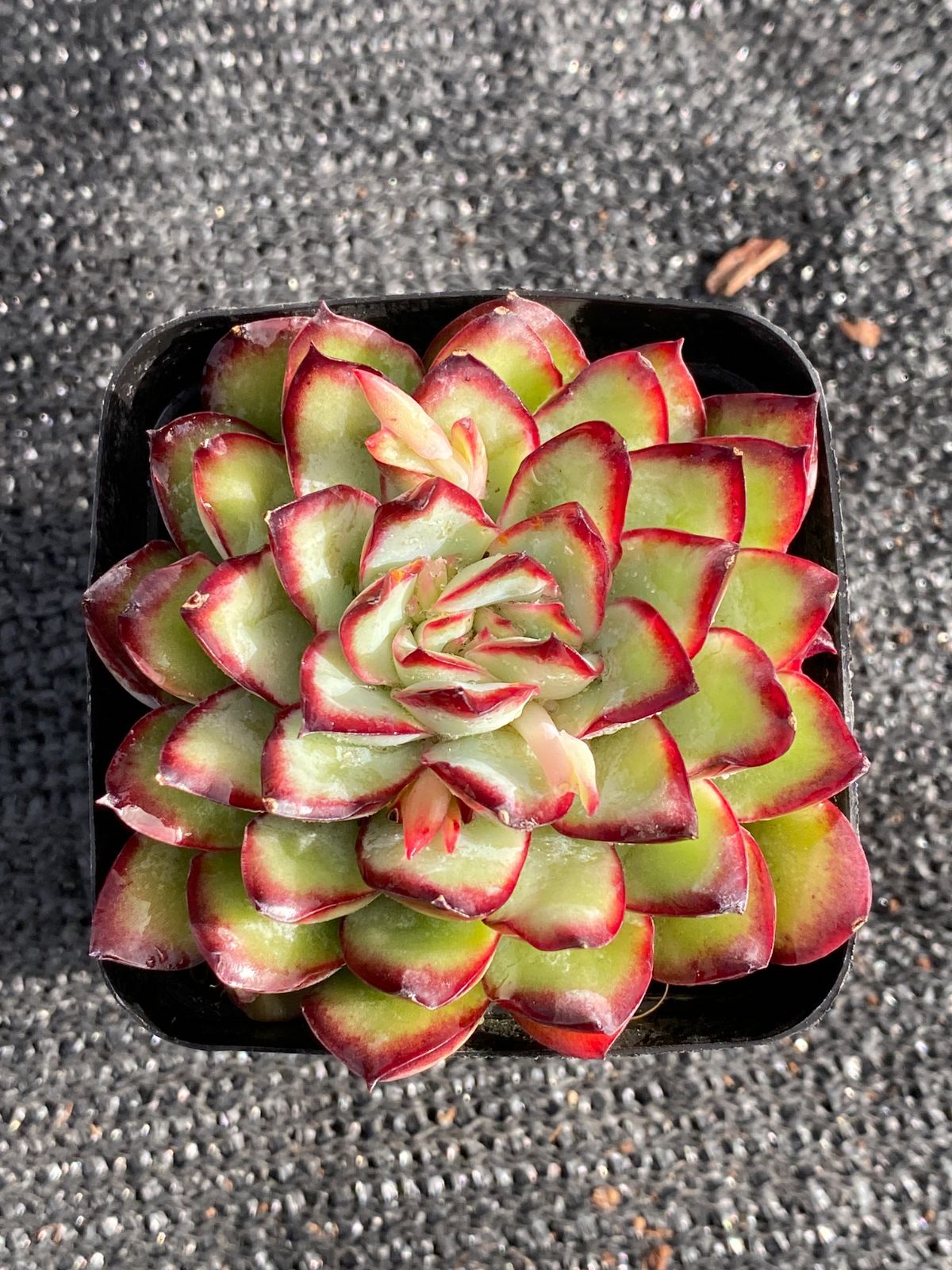 C730 飴心 128苗セット 多肉植物 土根付き エケベリア サボテン 韓国苗