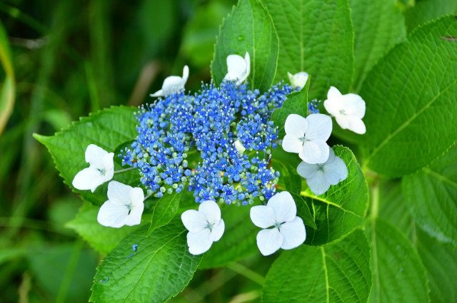 額紫陽花 がくあじさい