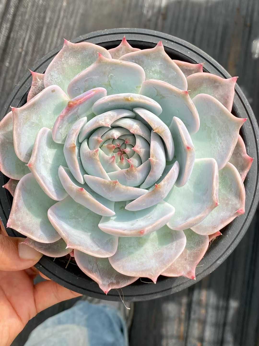 い*ご様 K1185　粉月影　70株　多肉植物 抜き苗 エケベリア 韓国苗 い*ご様 K1185 粉月影 70株 多肉植物 抜き苗 エケベリア 韓国苗 い*ご