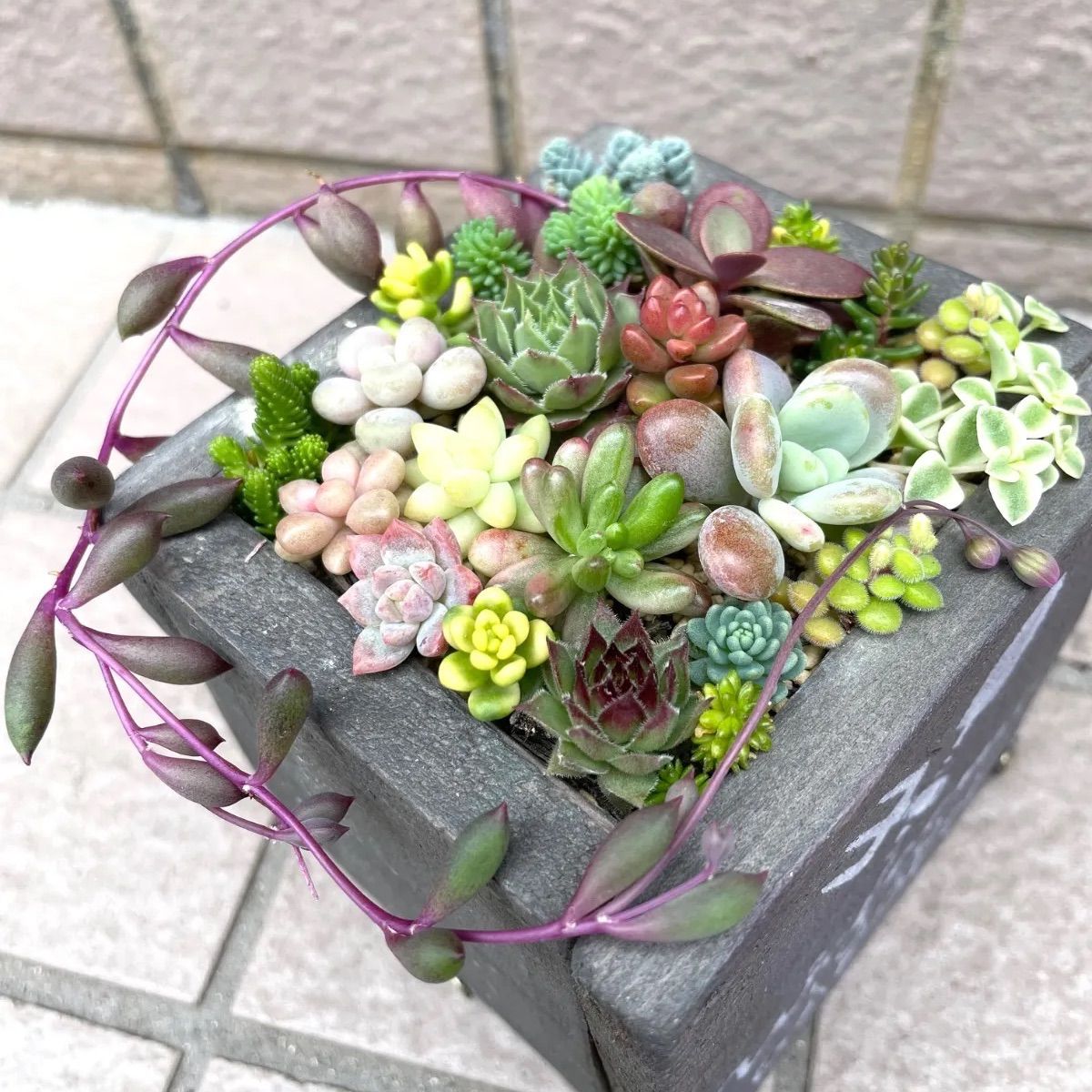 多肉植物カット苗 b 【公式通販】 2❗在庫SALE❗多肉植物