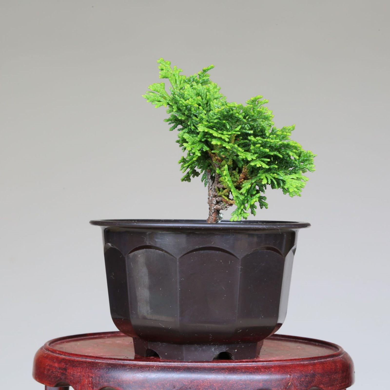 対応商品 小品盆栽 鉢付き 素材 津山檜 植物/観葉植物 インテリア ...