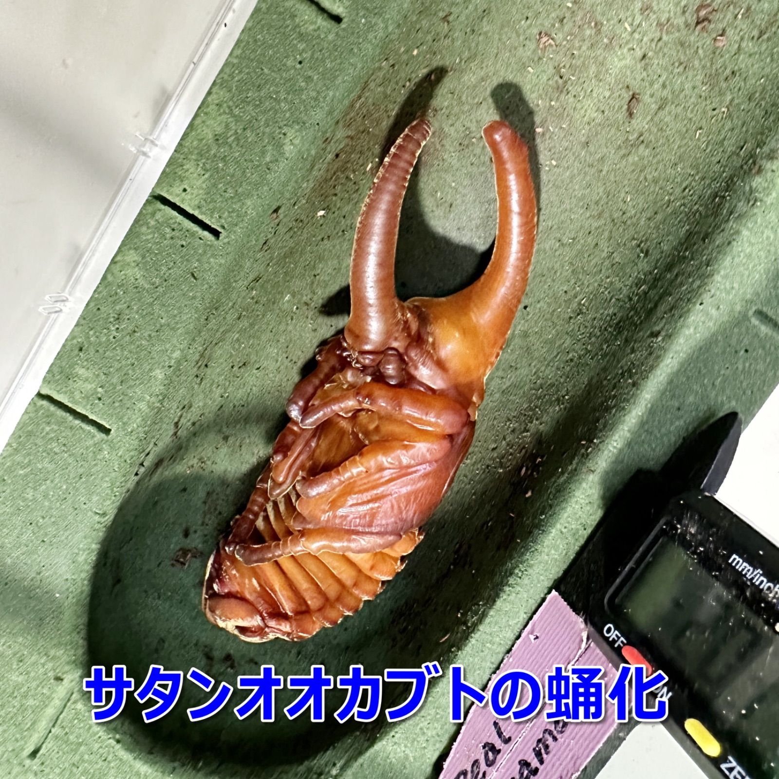 外国産カブトムシ ヘラクレス4 ヘラクレス・ヘラクレスの飼育【羽化 