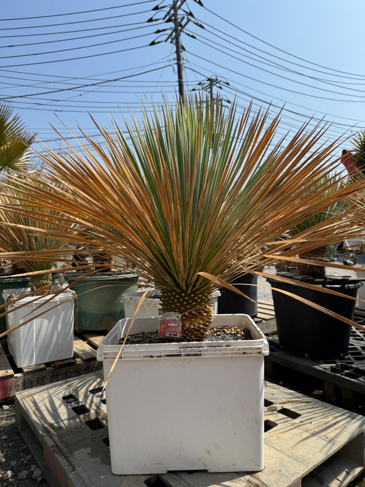 【AL911】ユッカ　ロストラータ 専用 AL911】ユッカ ロストラータ 専用 AL915】ユッカ ロストラータ