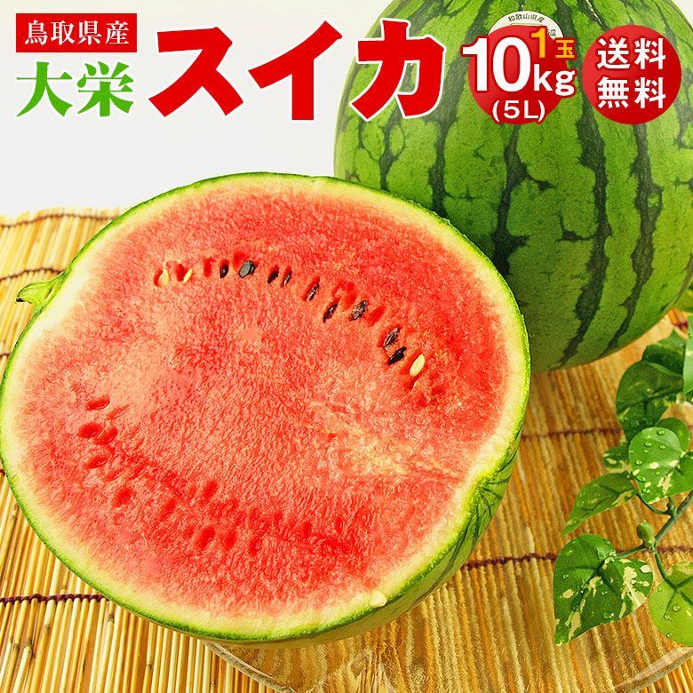 【6月下旬発送】 【 大栄すいか 秀品 1玉 10kg 以上 】 送料無料 鳥取県産 大栄すいか 大栄 すいか 5L サイズ 10kg 以上 ご家庭用 鳥取県 西瓜 すいか スイカ 大玉 西瓜 ギフト お中元