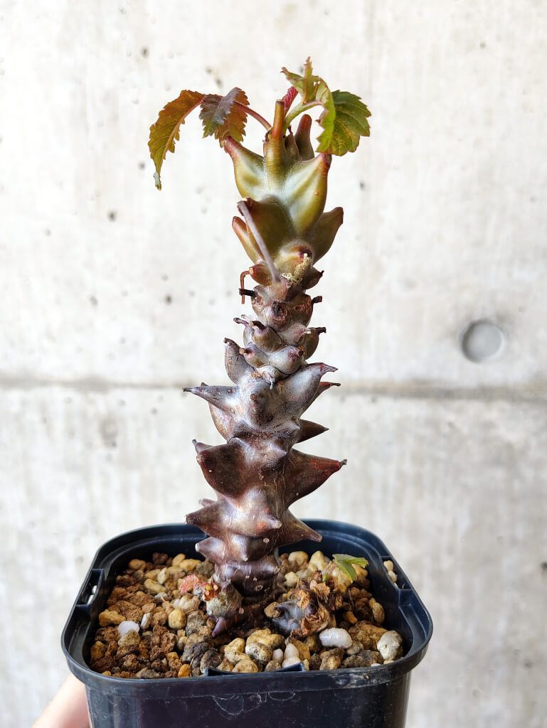 E293【最新到着】Euphorbia ギラウミニアナ（L）（現地球・抜き苗