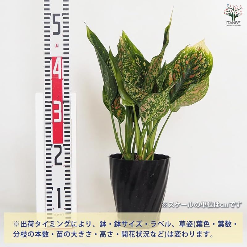 サトイモ科 非耐寒性