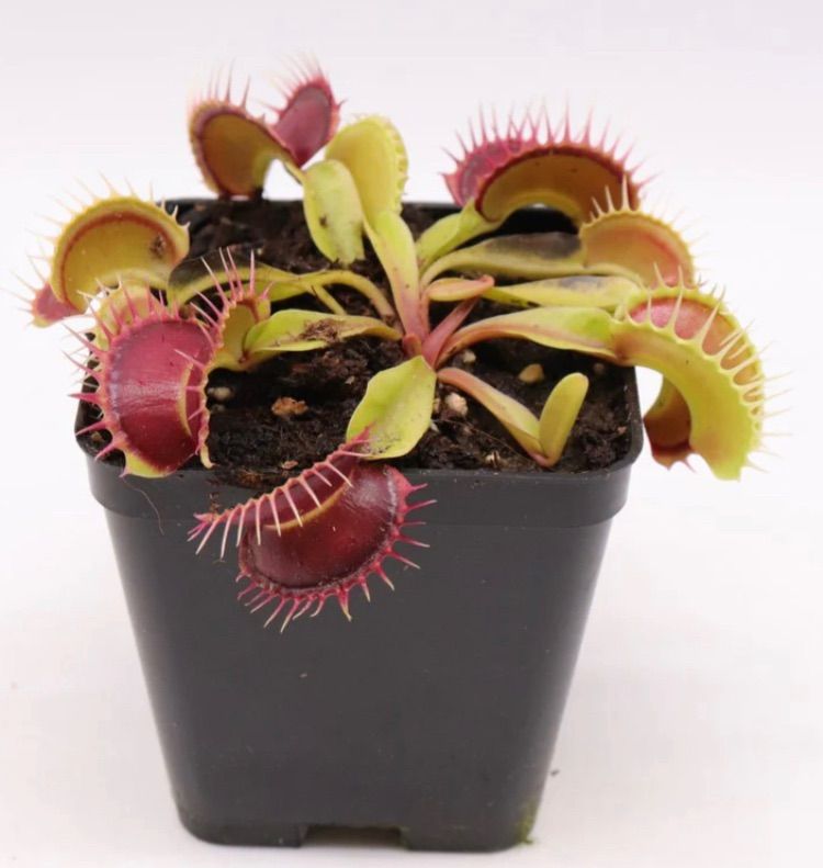 Dionaea muscipula GC Harlequin ディオネアマスシプラ ハーレクイン ハエトリソウ ハエトリグサ 食虫植物 観葉植物 -  メルカリ