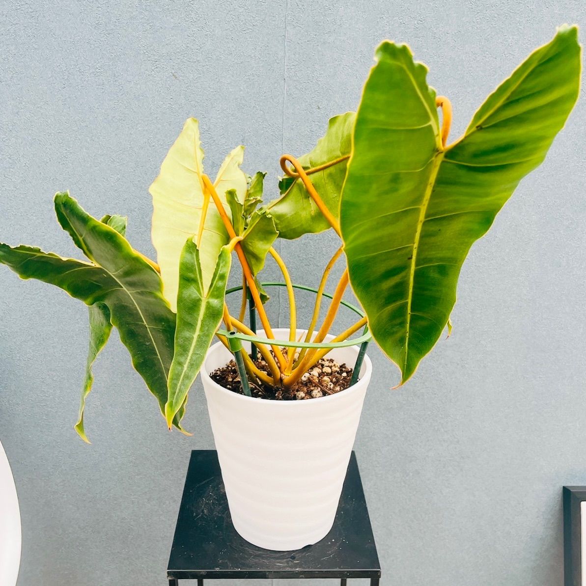 8 フィロデンドロン ビレッティア 斑入り 組織培養苗 順化済 8