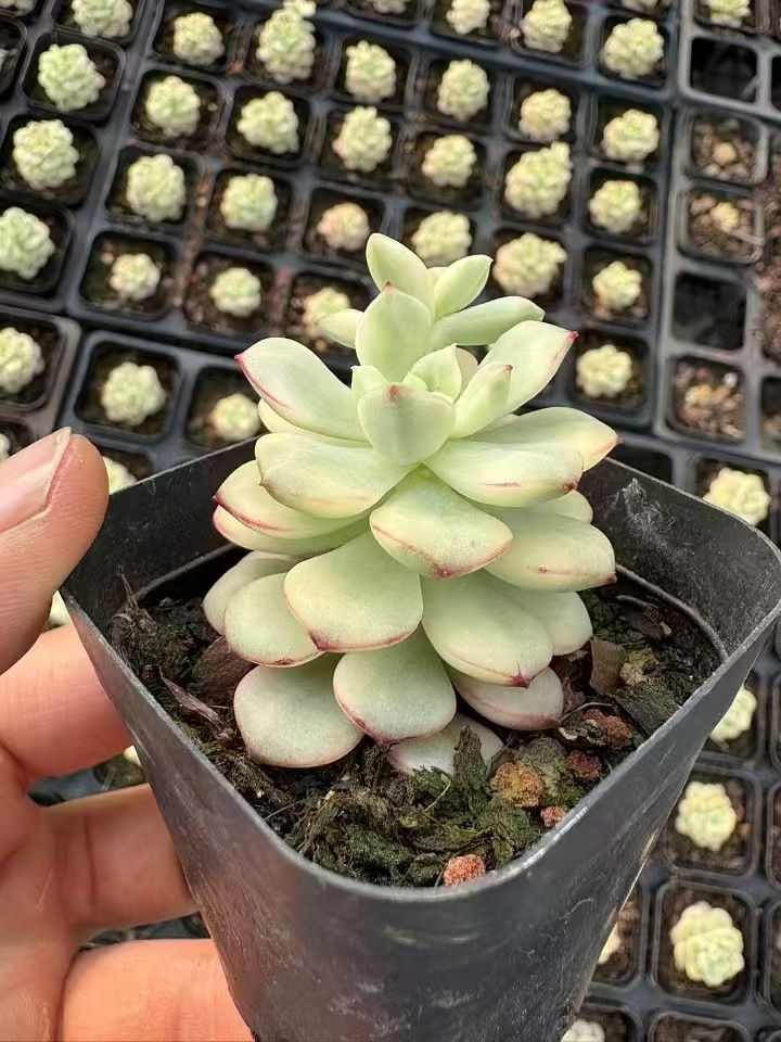L*e様 W546×24株 花団錦 土鉢付き 多肉植物 エケベリア サボテン 韓 限定特価 超人気商品【1鉢の土鉢付きセット】花団錦！ 多肉植物