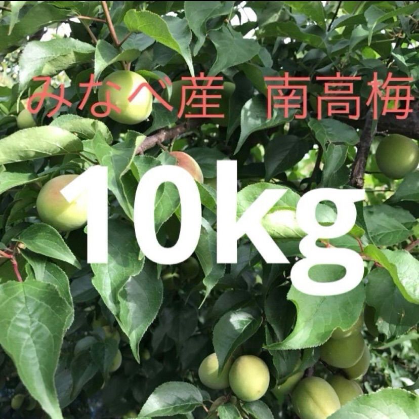 朝取り当日出荷　和歌山みなべ町産 南高梅 青梅 5kg 収穫当日出荷！家庭用 和歌山 南高梅 青梅 L~3L 5キロ(箱込み