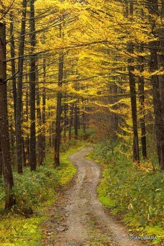 インテリア 額入り