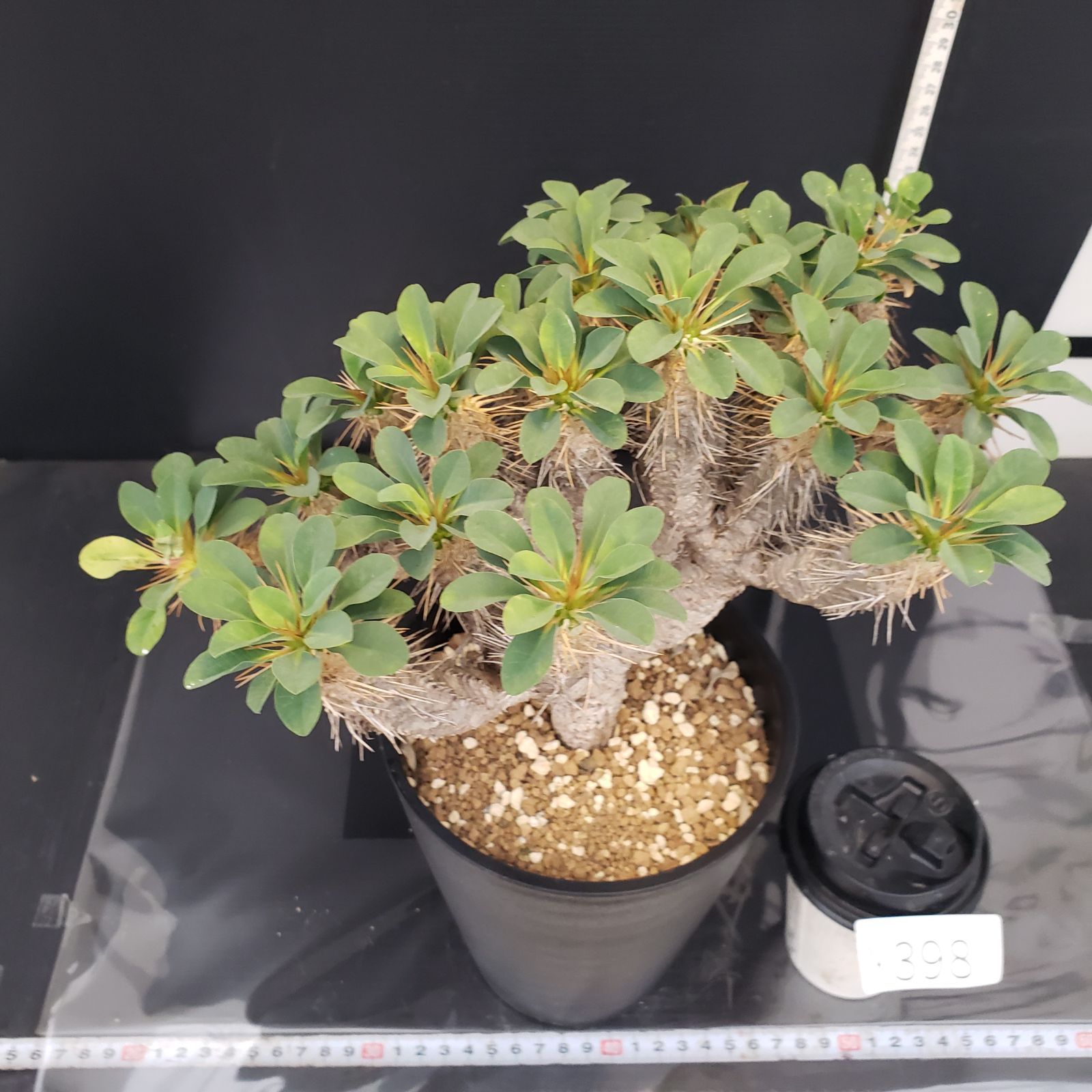 ユーフォルビア ギラウミニアナ 現地球 発根株 ゑ.4 ユーフォルビア