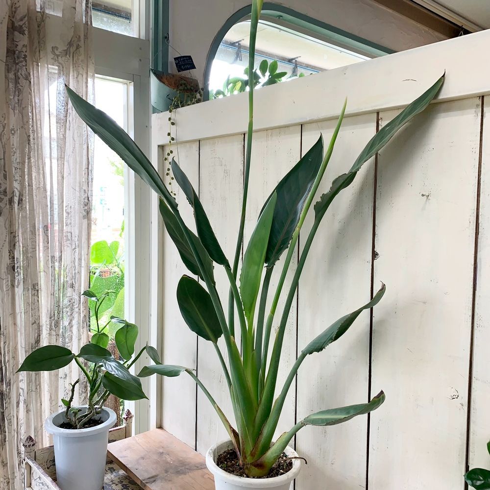 花芽付き　極楽鳥花　ストレリチア 苗　B 花芽付き 極楽鳥花 ストレリチア 苗 B ストレリチア苗 花芽付き