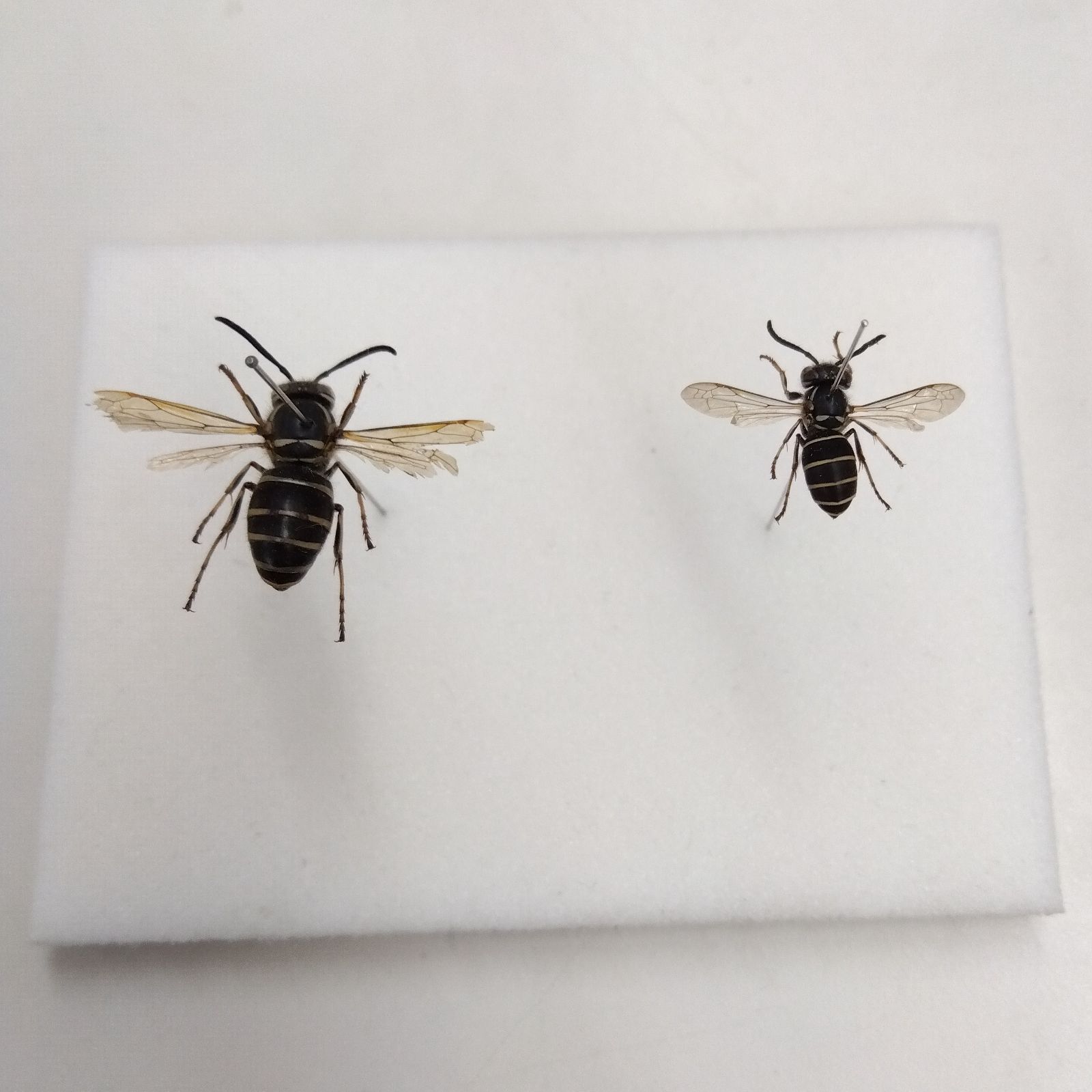 スズメバチの巣 初期 とっくり型 クロスズメバチ標本 セット - メルカリ