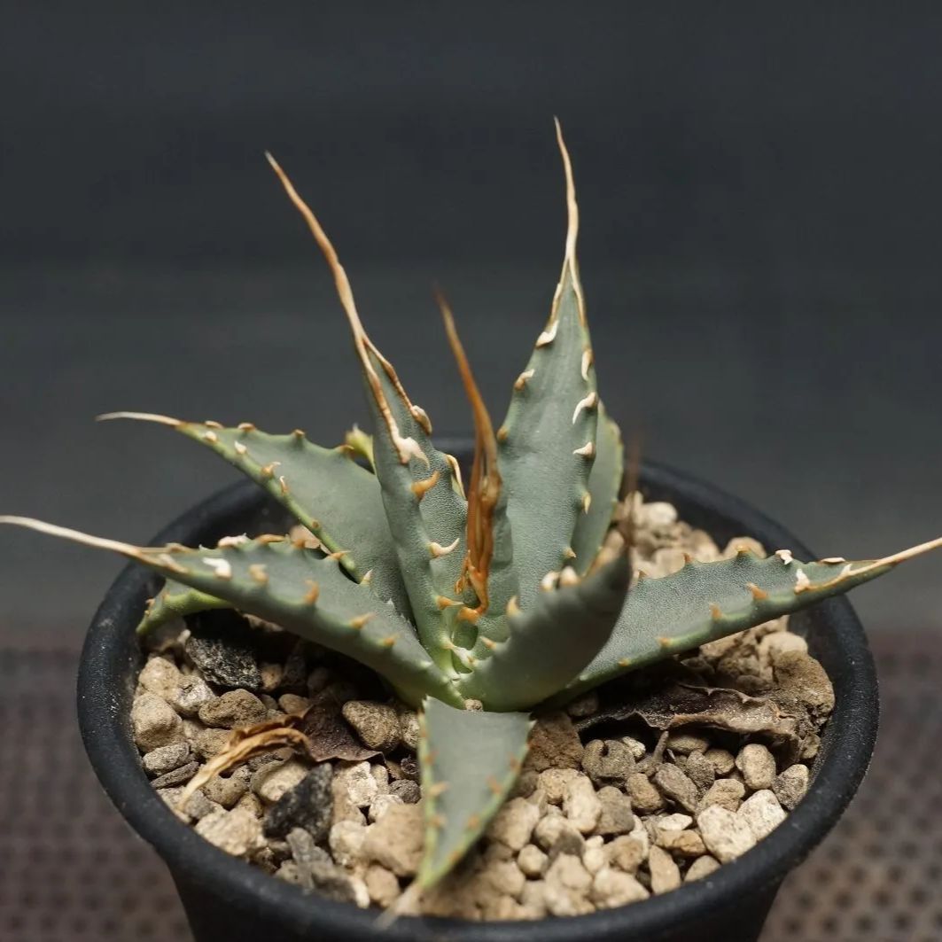 アガベハクセンコウ 楽天市場】アガベ マルギナータ ハクセンコウ (白