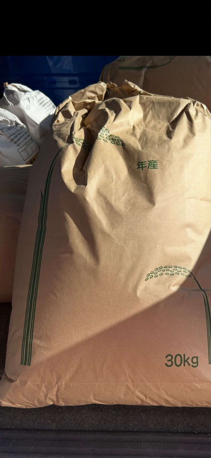 特等A等級米岐阜県揖斐郡固有種ハツシモ。令和6年11