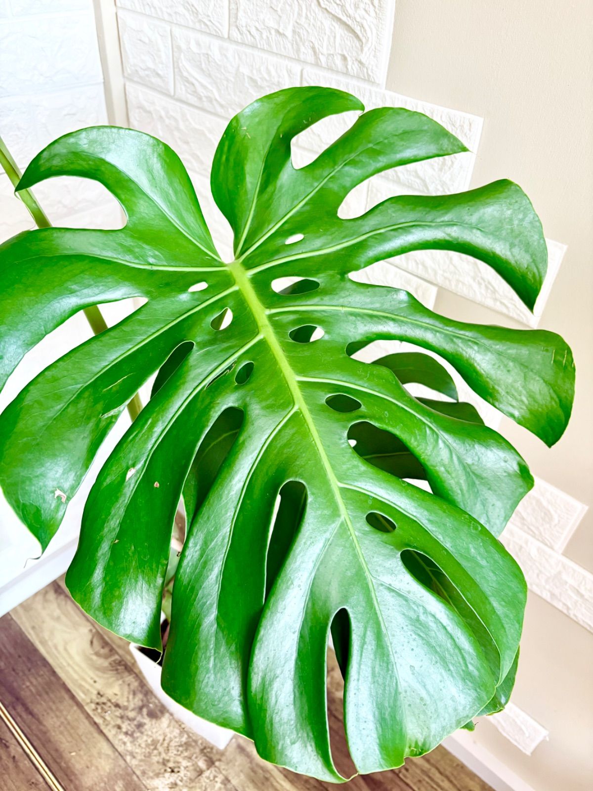 新品【SUKALA】プリントヨギラグ ディズニー ピーターパン 69 SUKALA