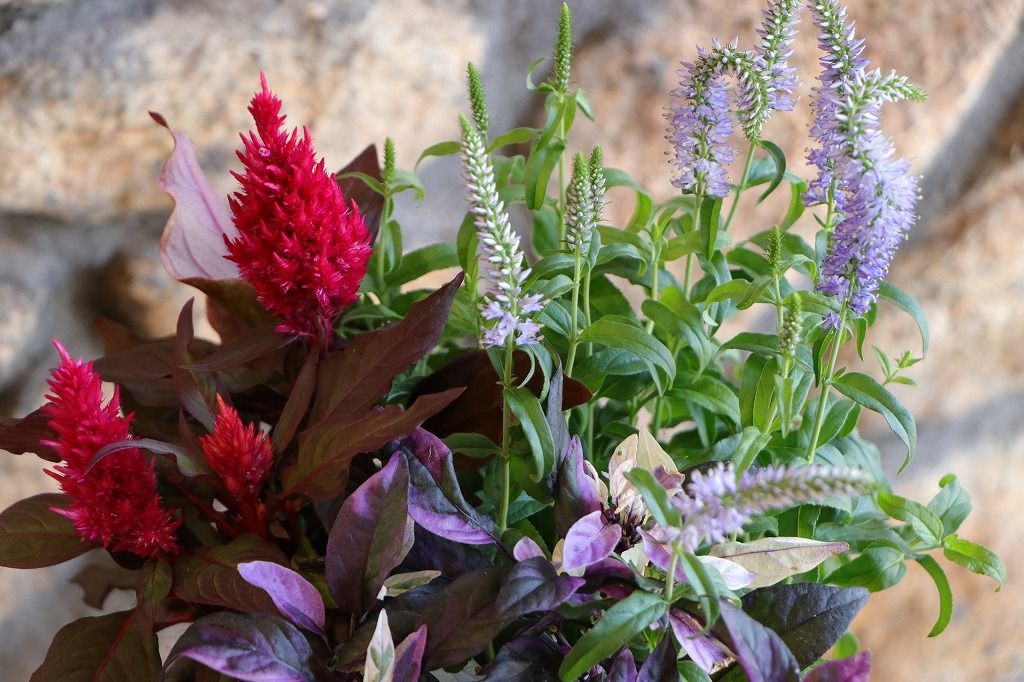 キューガーデン Kew