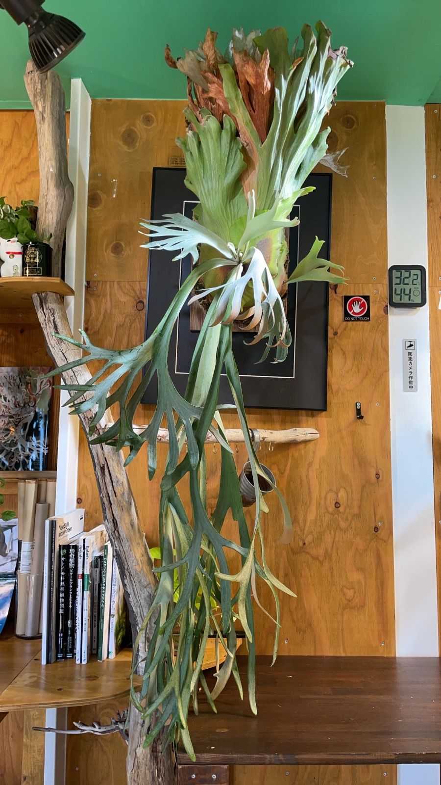 ビカクシダ ウィリンキーマイアミタツタspore P.Willinckii Miami tatsuta spore