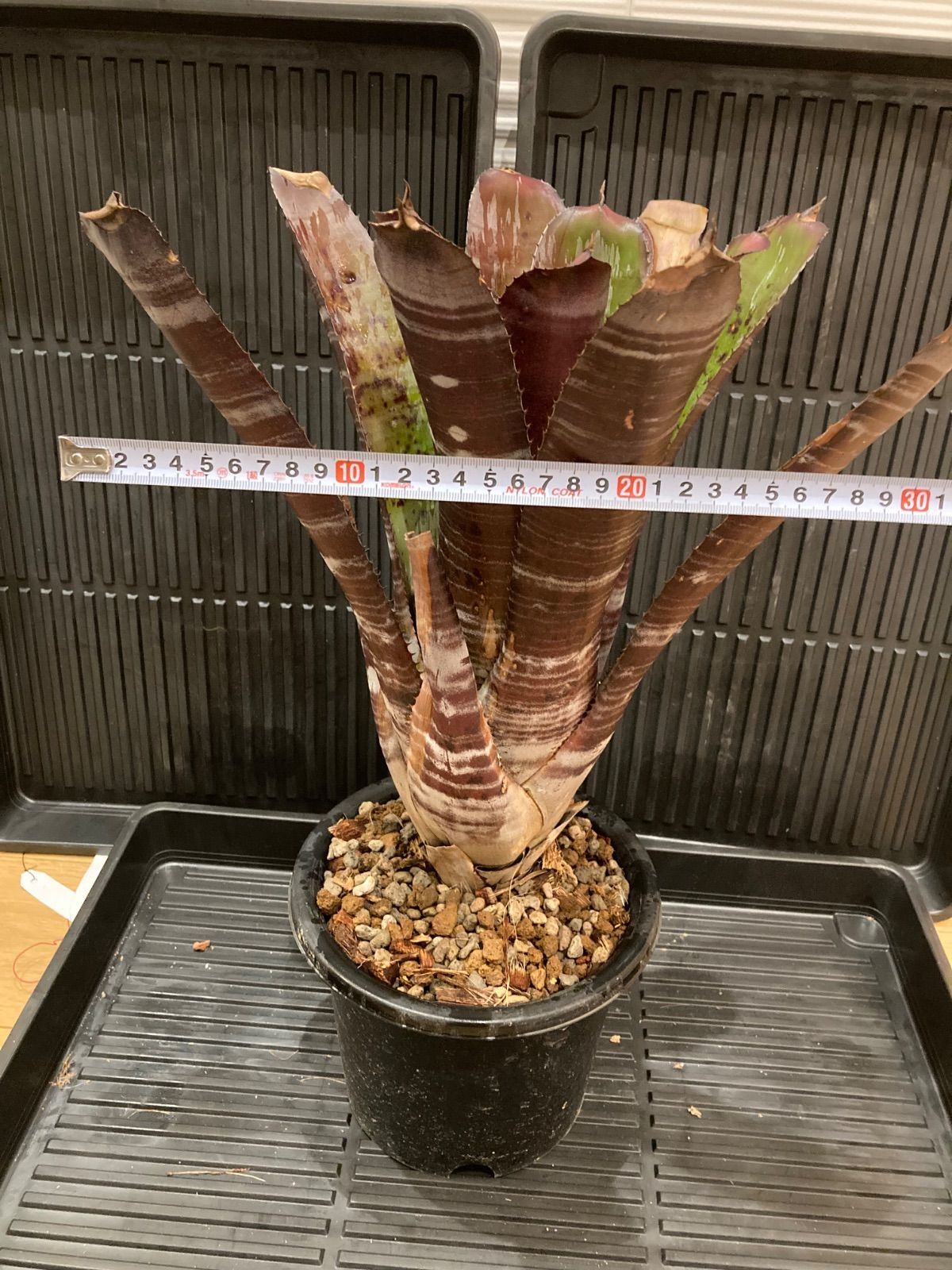 Aechmea