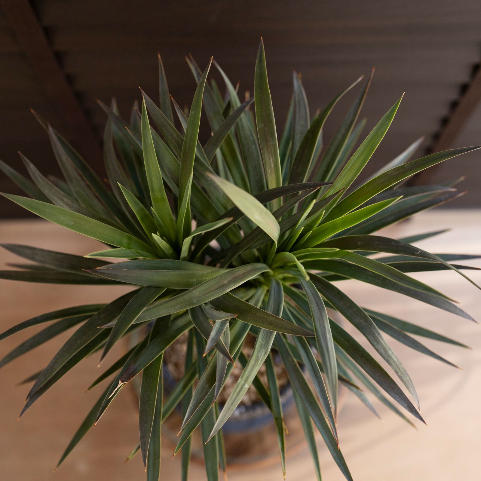 K*K様 ユッカ　トンプソニアーナ　２鉢 ユッカさま専用です☆ K*K様 ユッカ トンプソニアーナ 2鉢 K*K